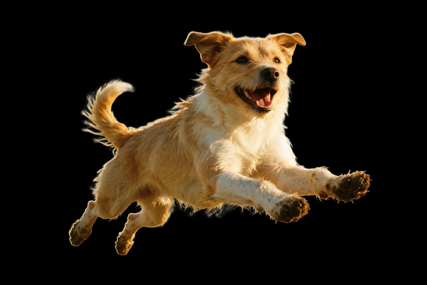 A terrier leaping joyfully